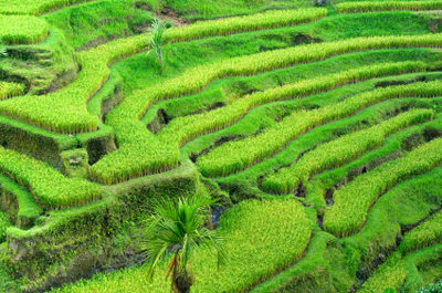 rice.paddy